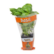 Potted Basil