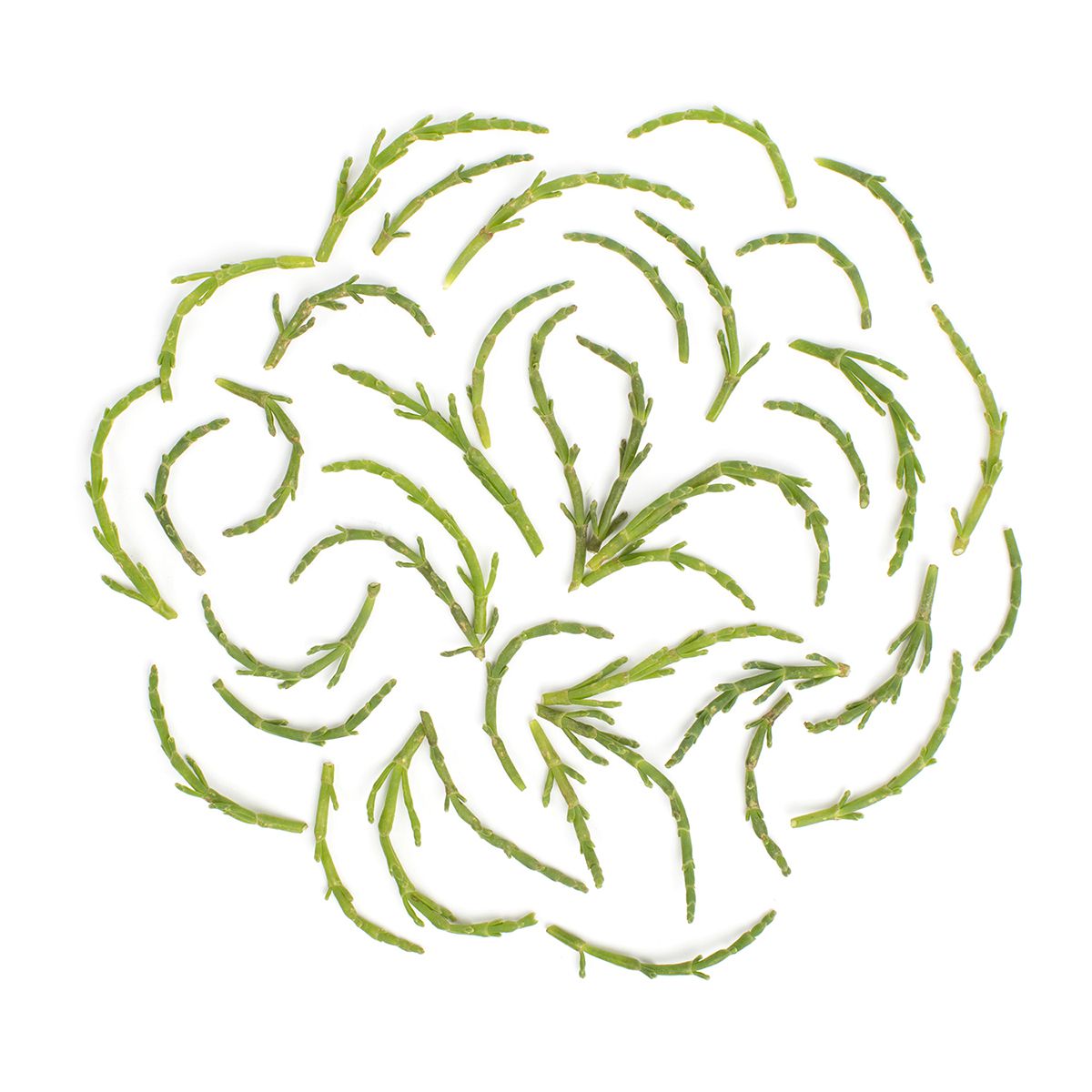 Sea Beans