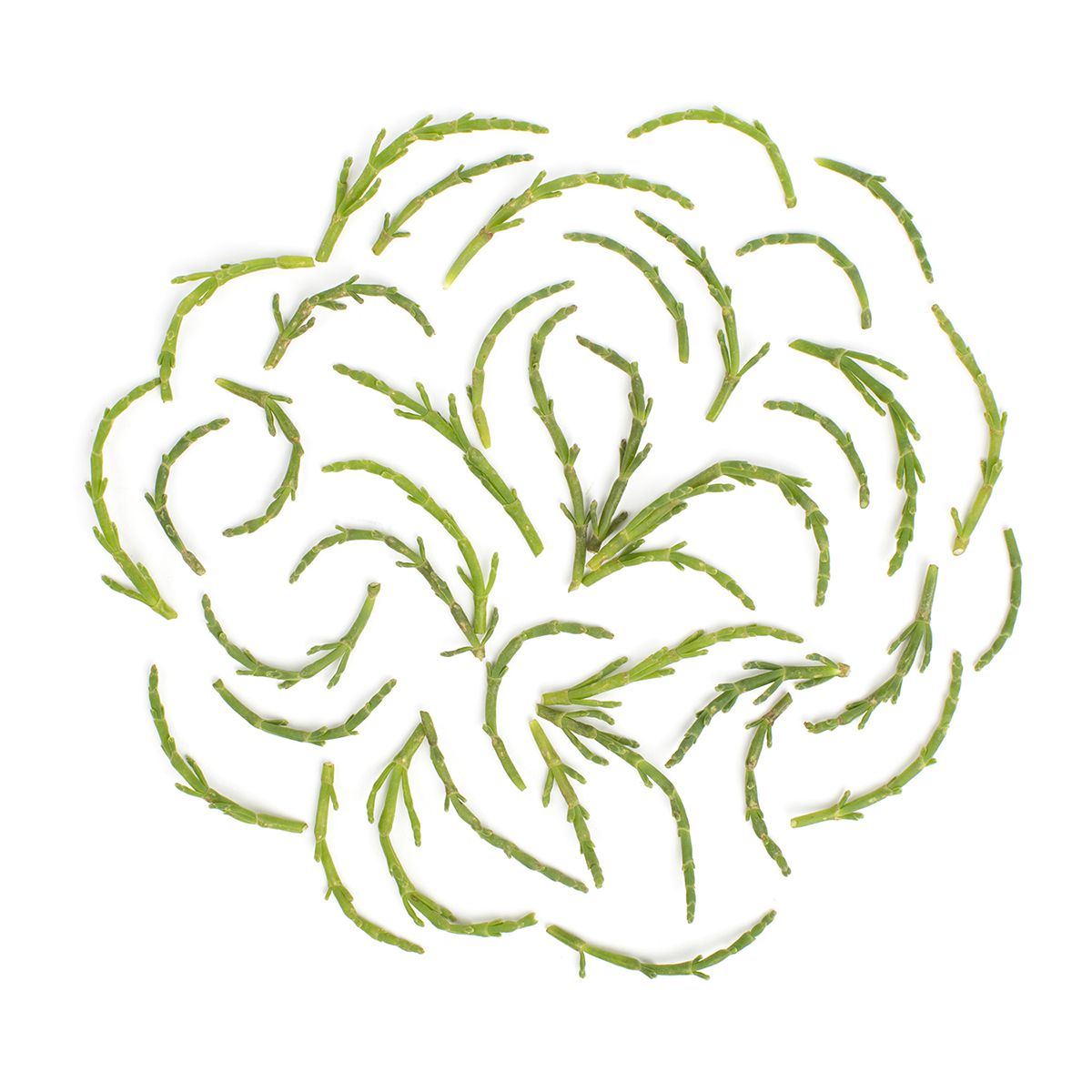 Wild Sea Beans