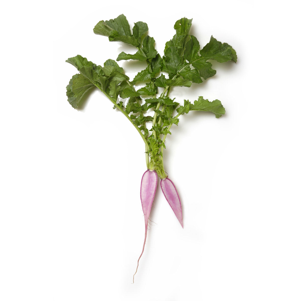 Purple Ninja Radishes