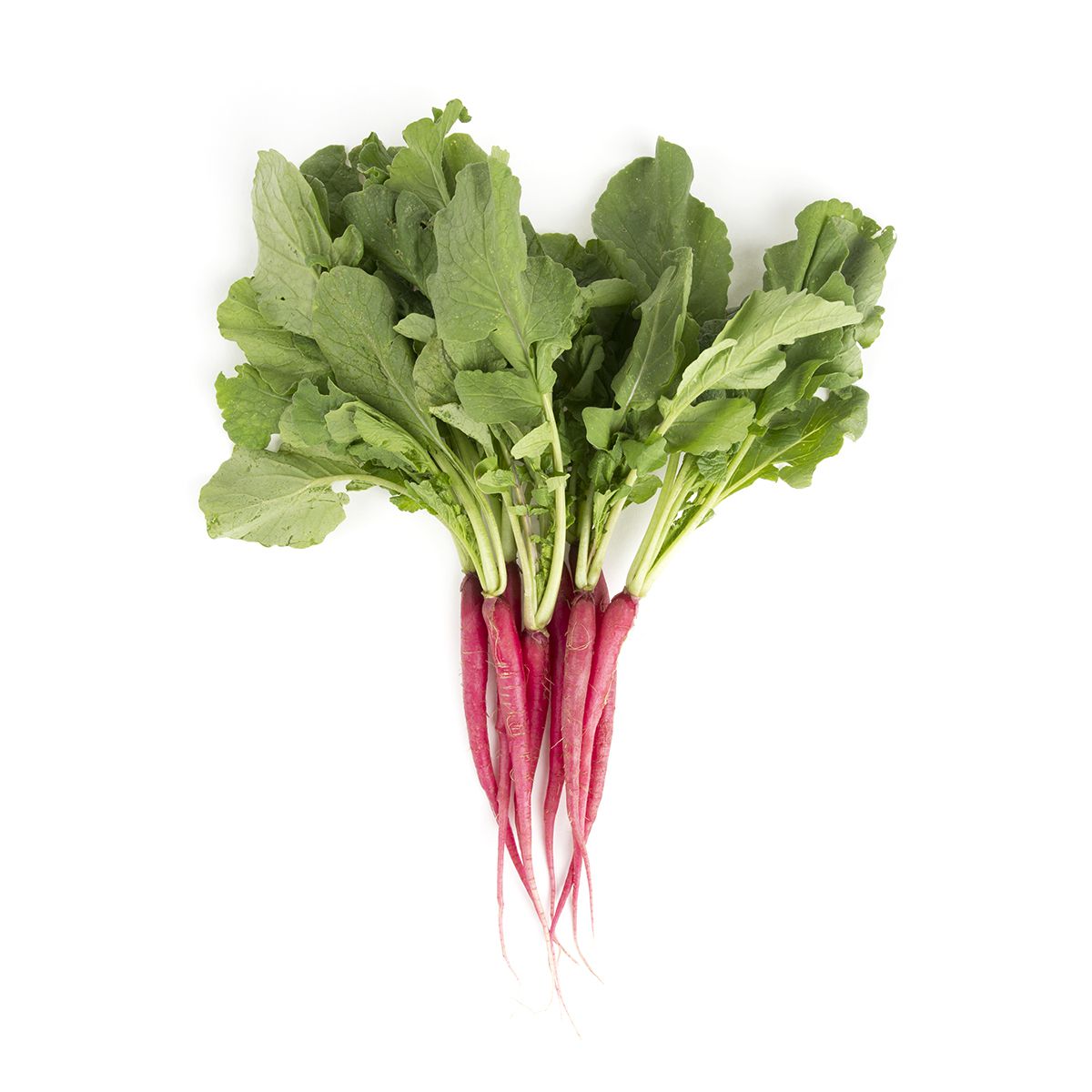 Cincinnati Radishes