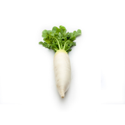Daikon Radishes