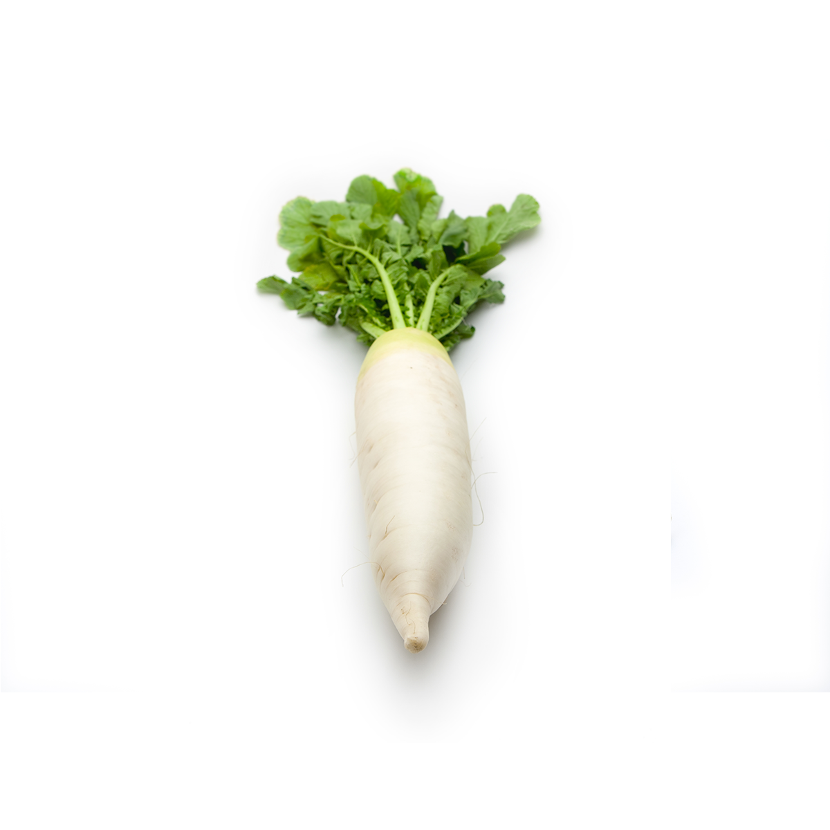 Daikon Radishes