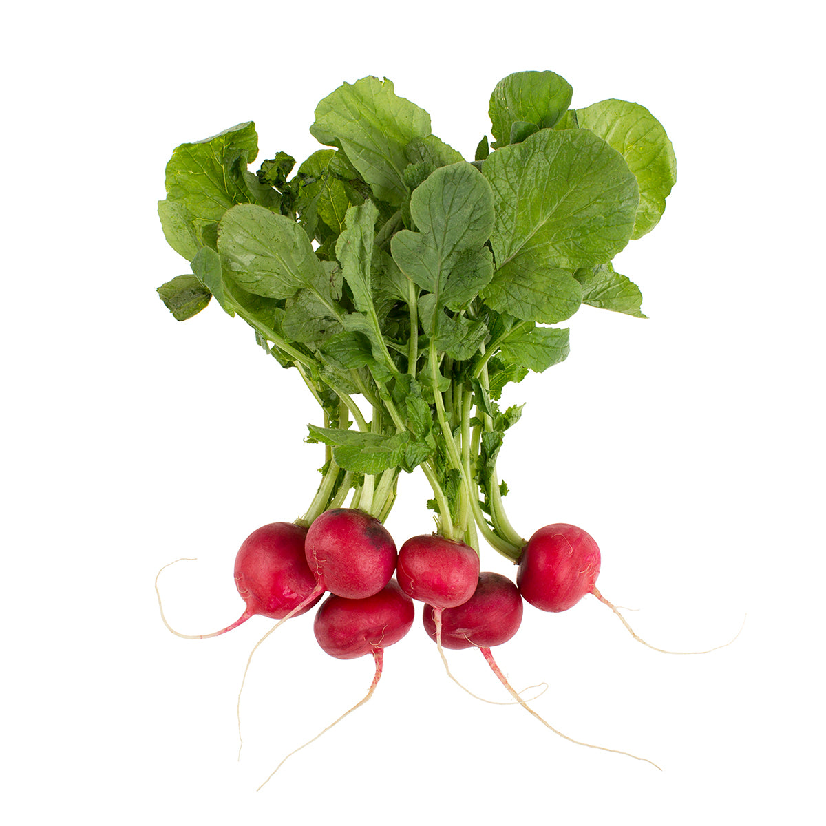 Bunched Radishes