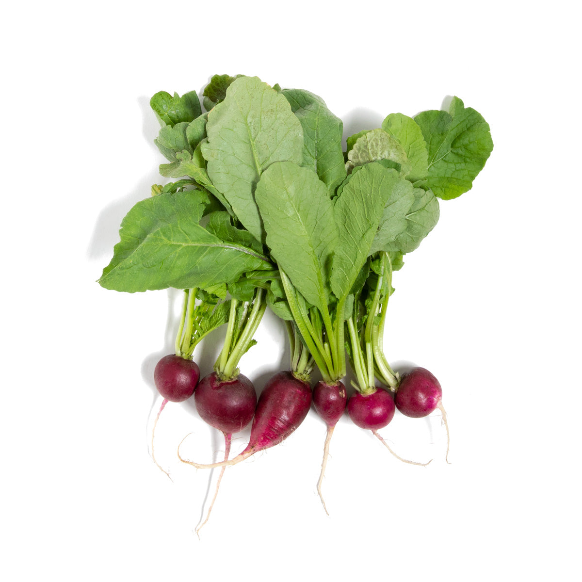 Local Amethyst Radishes