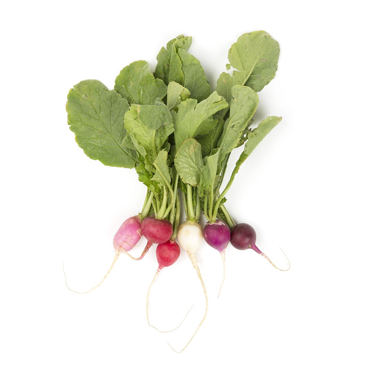 Easter Egg Radishes