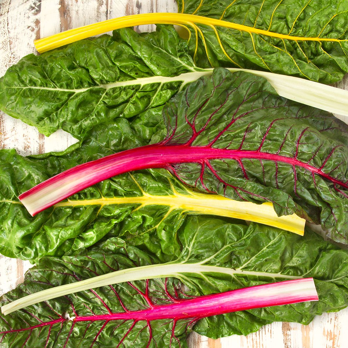 Bright Lights Rainbow Swiss Chard