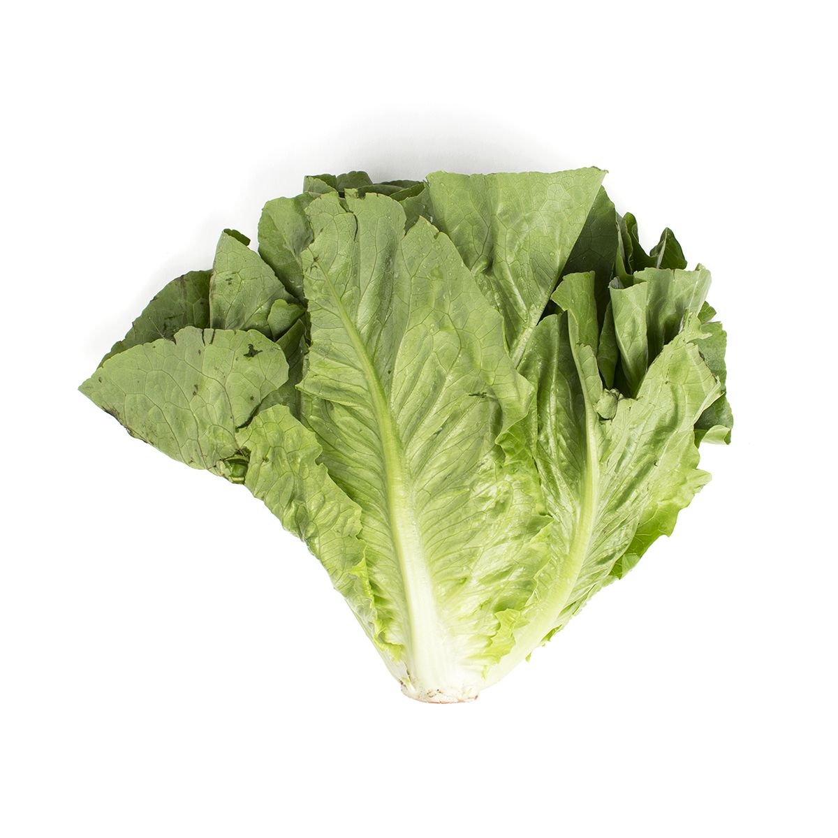 Romaine Lettuce