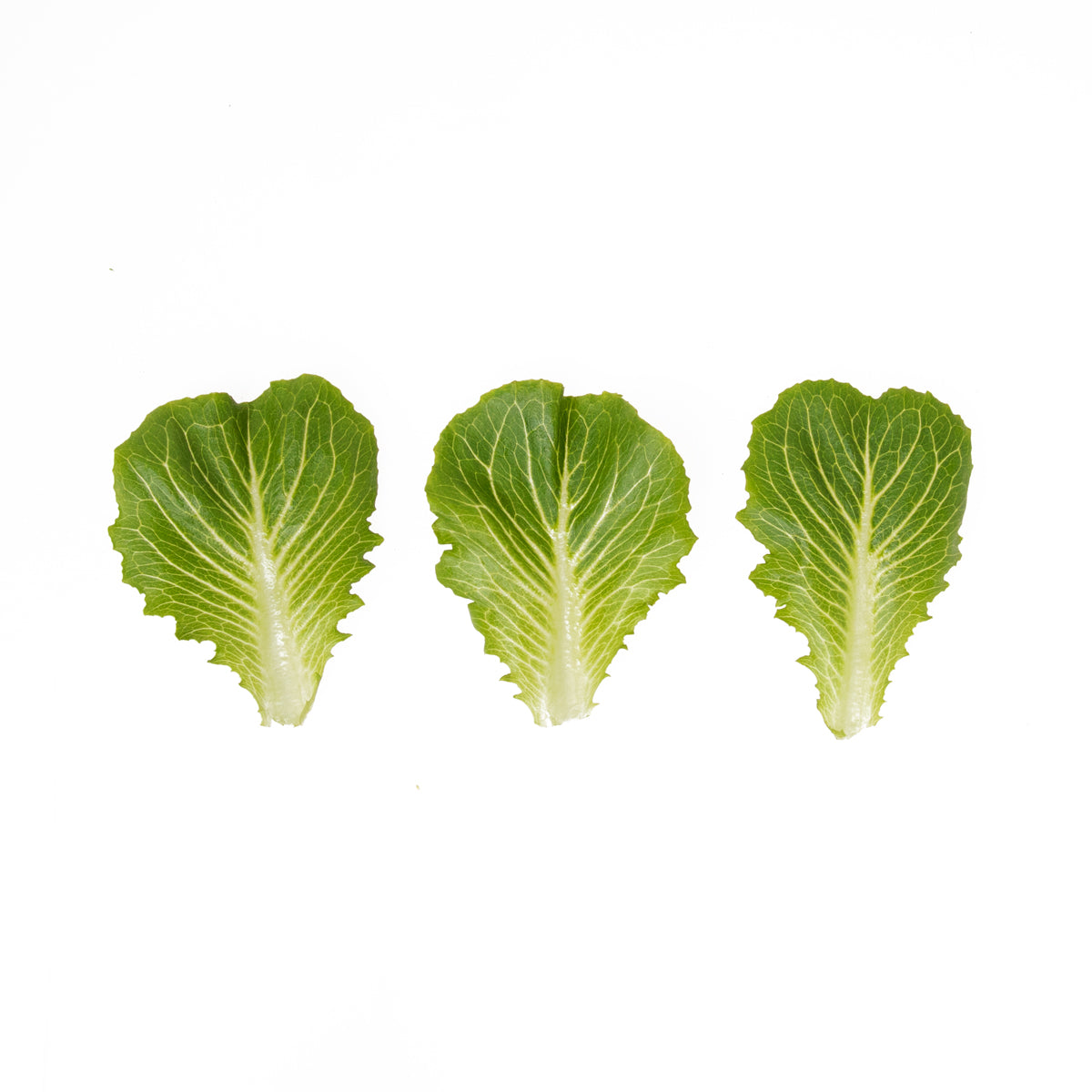 Romaine Leaf