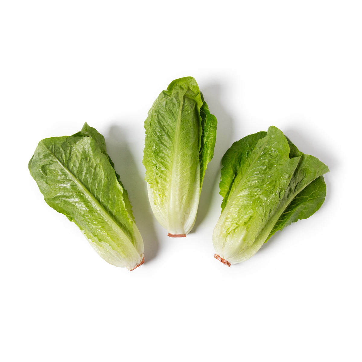 Andy Boy Junior Romaine Hearts
