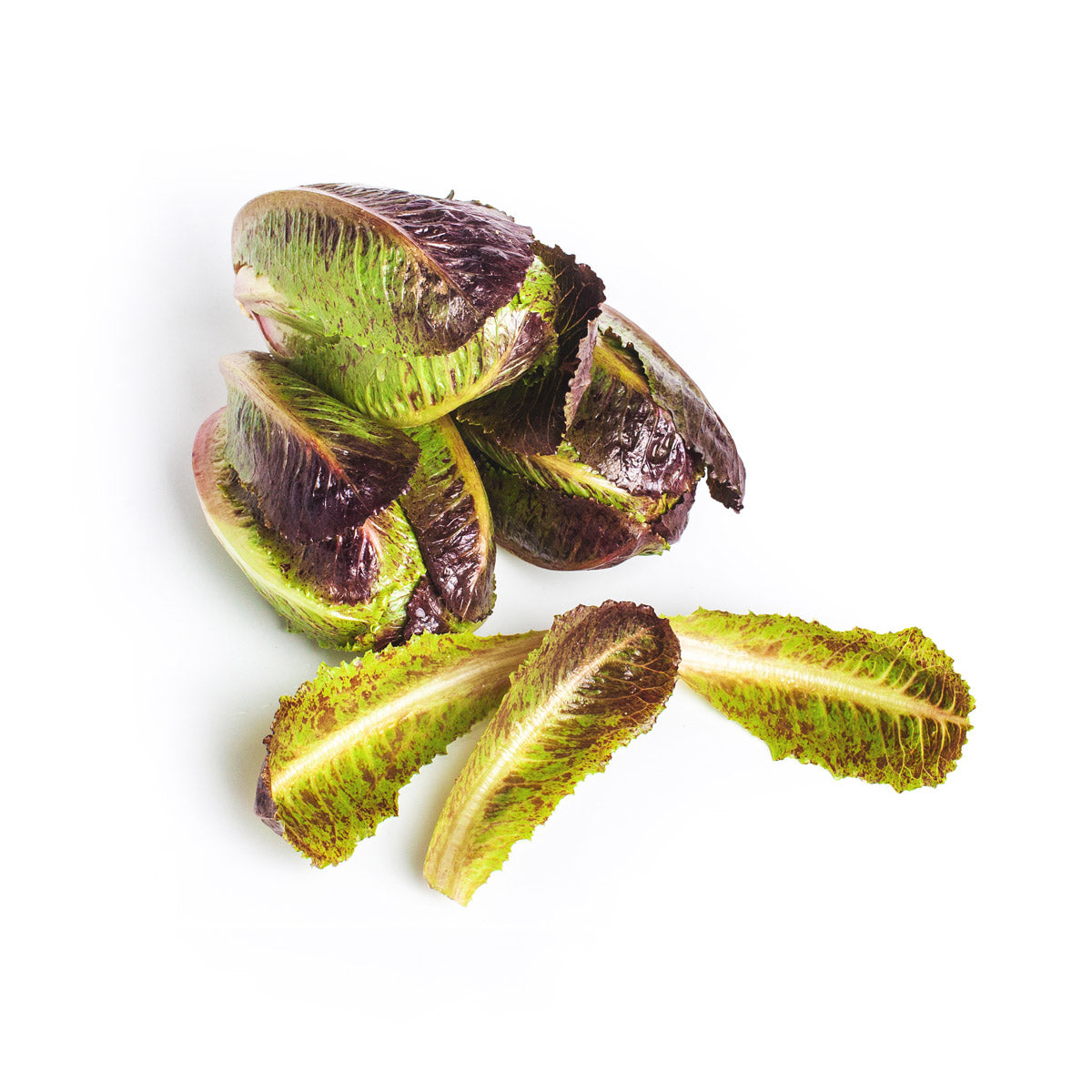 Ruby Ro-minis Romaine Lettuce