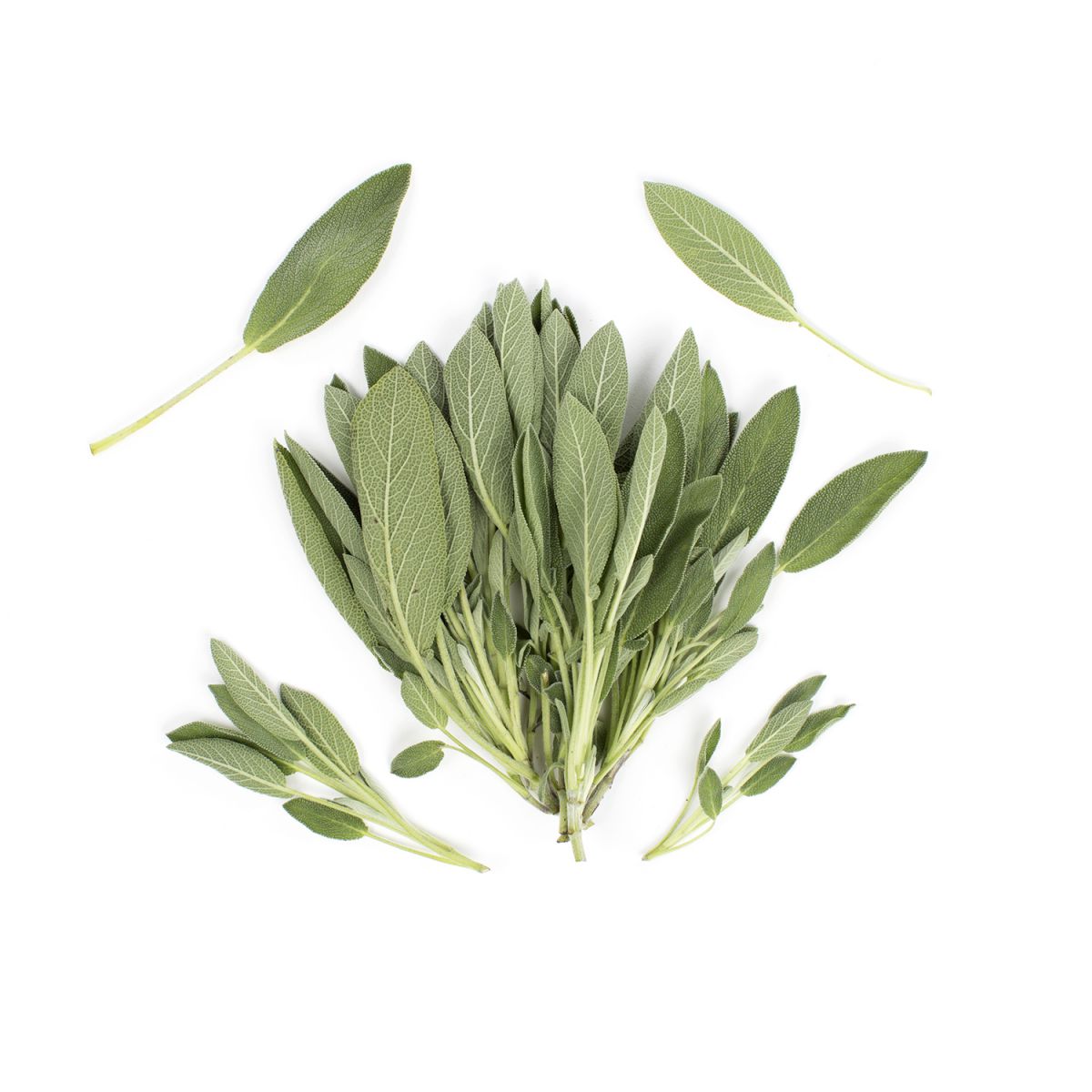 Sage
