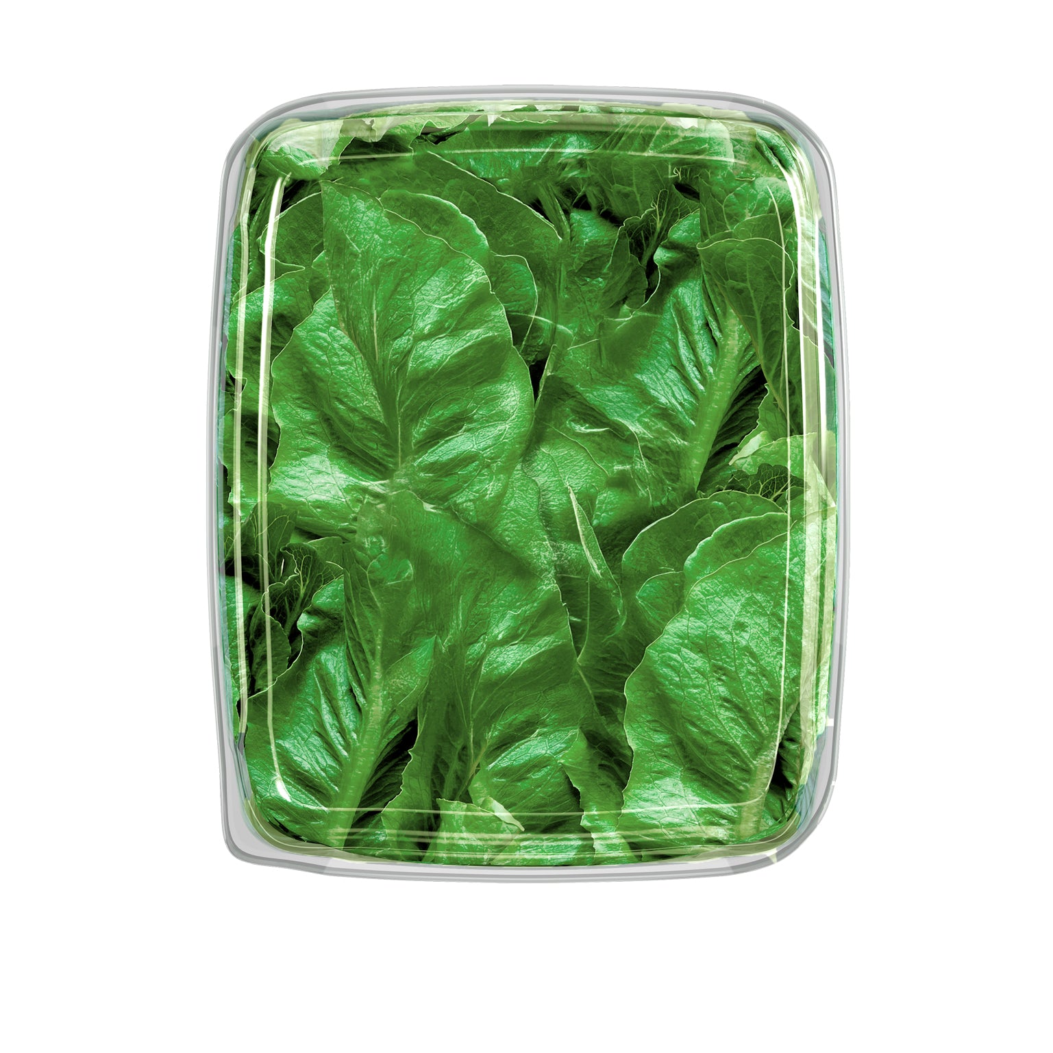 Romaine