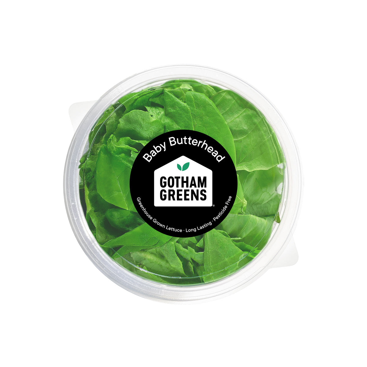 Baby Butterhead Lettuce