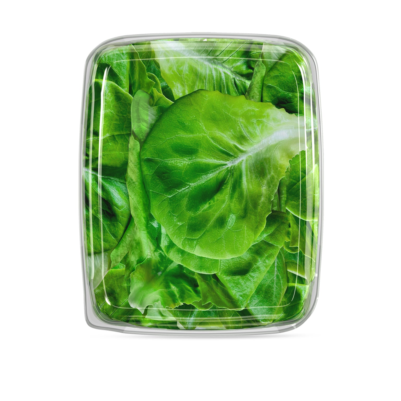 Butterhead Lettuce