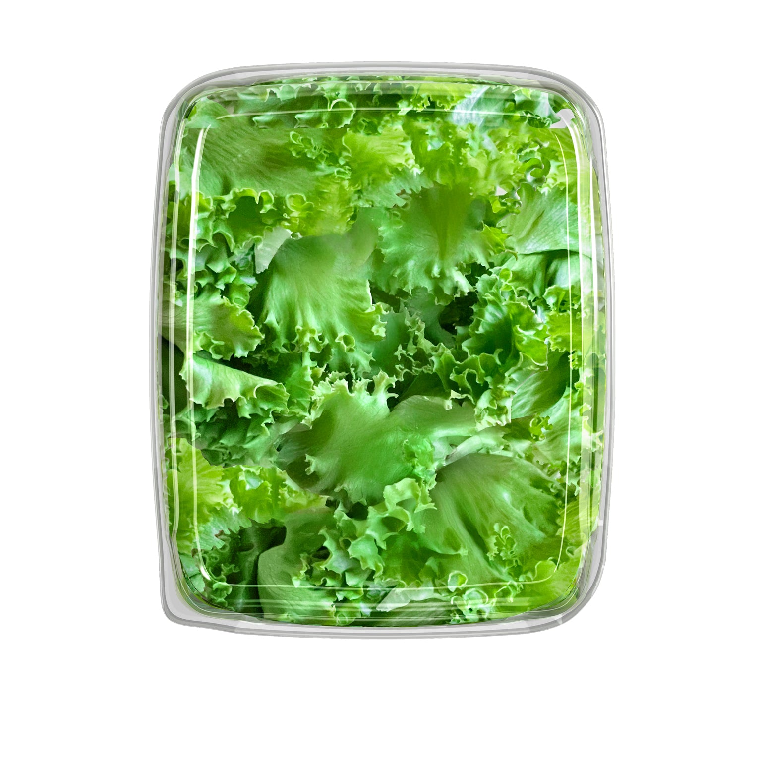 Crispy Green Leaf Lettuce