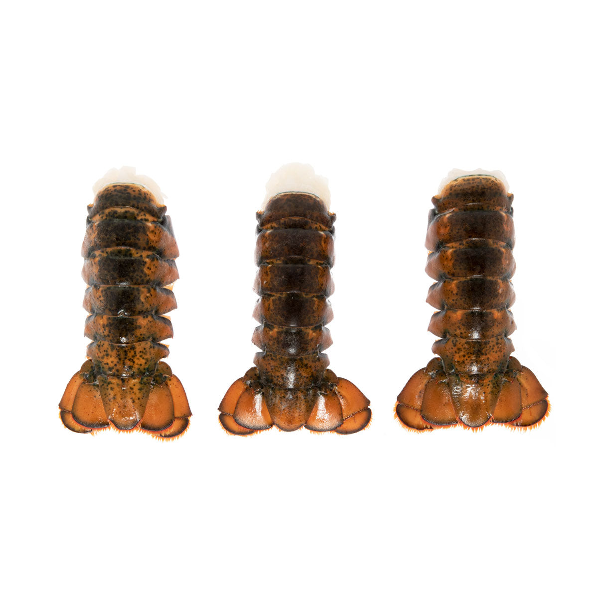 Frozen Lobster Tails 5-6 OZ
