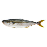 Whole Farmed Hiramasa