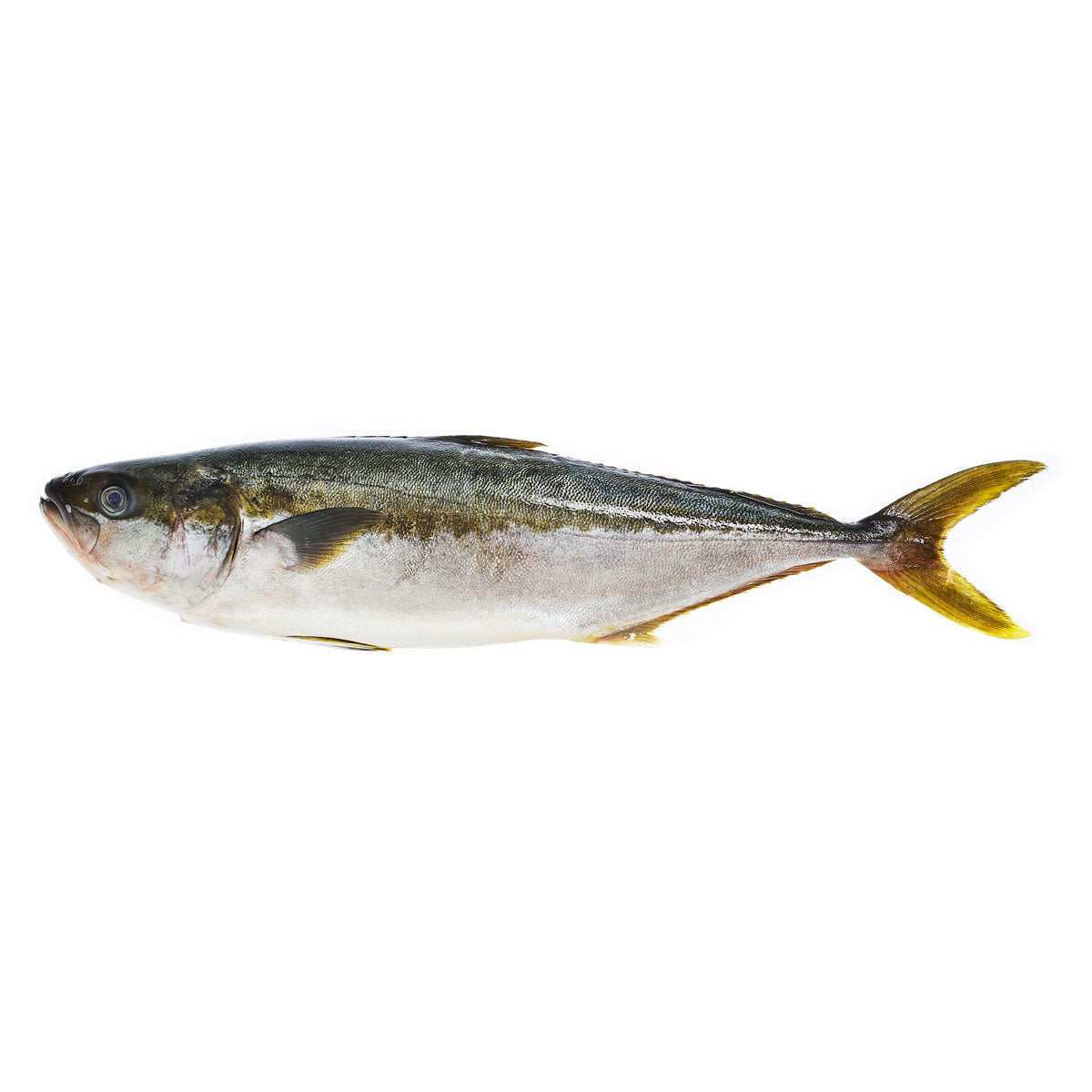 Whole Farmed Hiramasa
