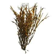 Decorative Seaweed
