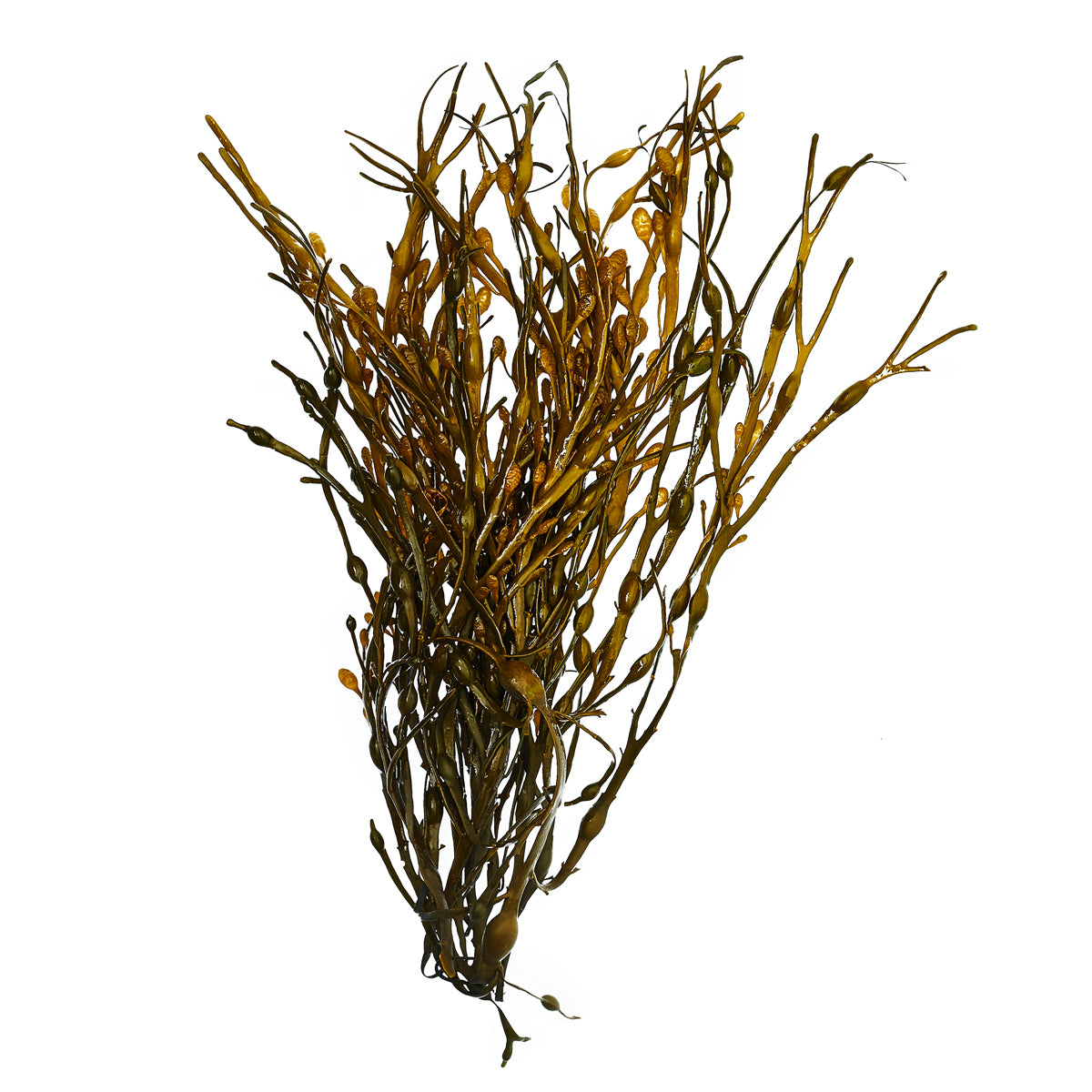 Decorative Seaweed