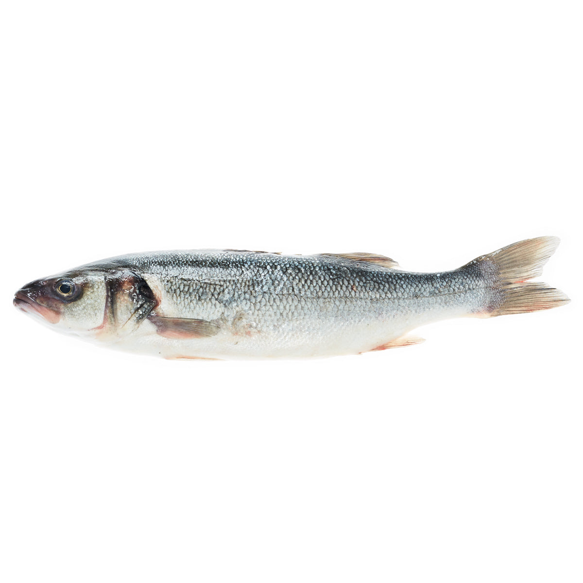 Whole Farmed Steelhead Trout