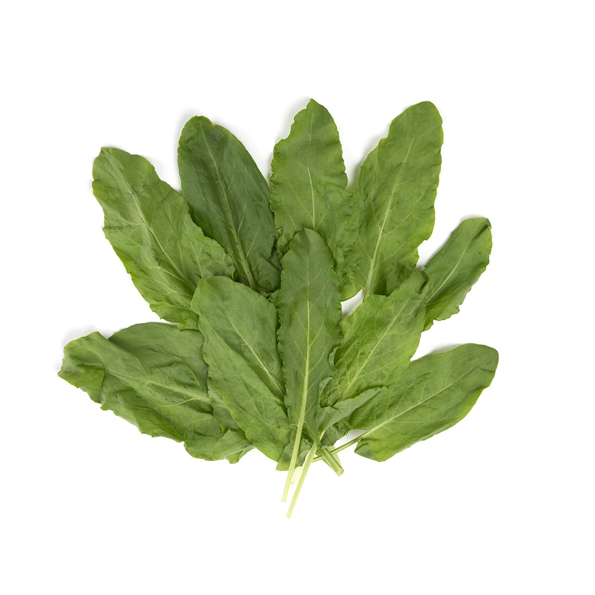 Sorrel