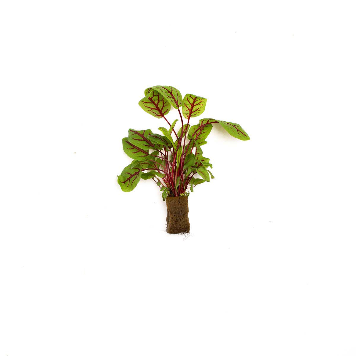 Living Red Sorrel
