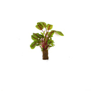 Living Red Sorrel