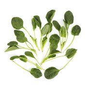 Bunched California Flat Leaf Spinach