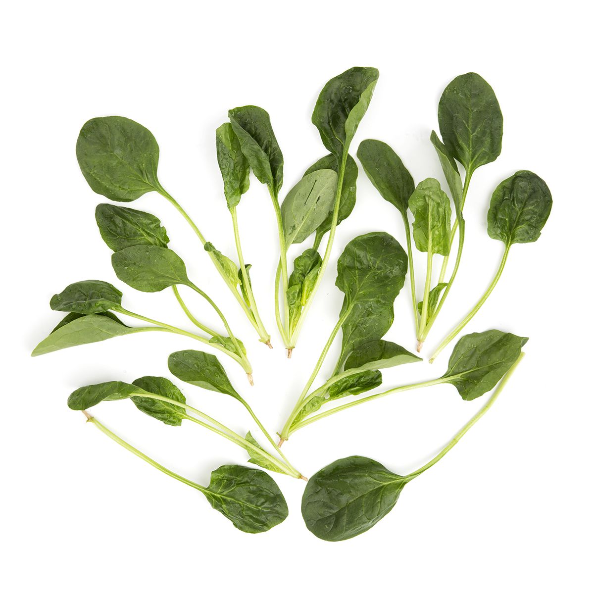 Bunched California Flat Leaf Spinach
