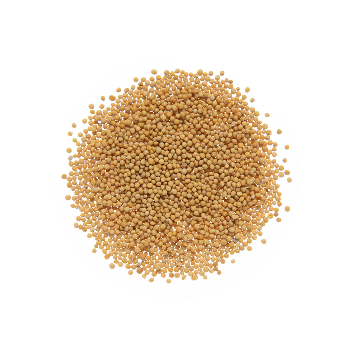 Yellow Mustard Seeds