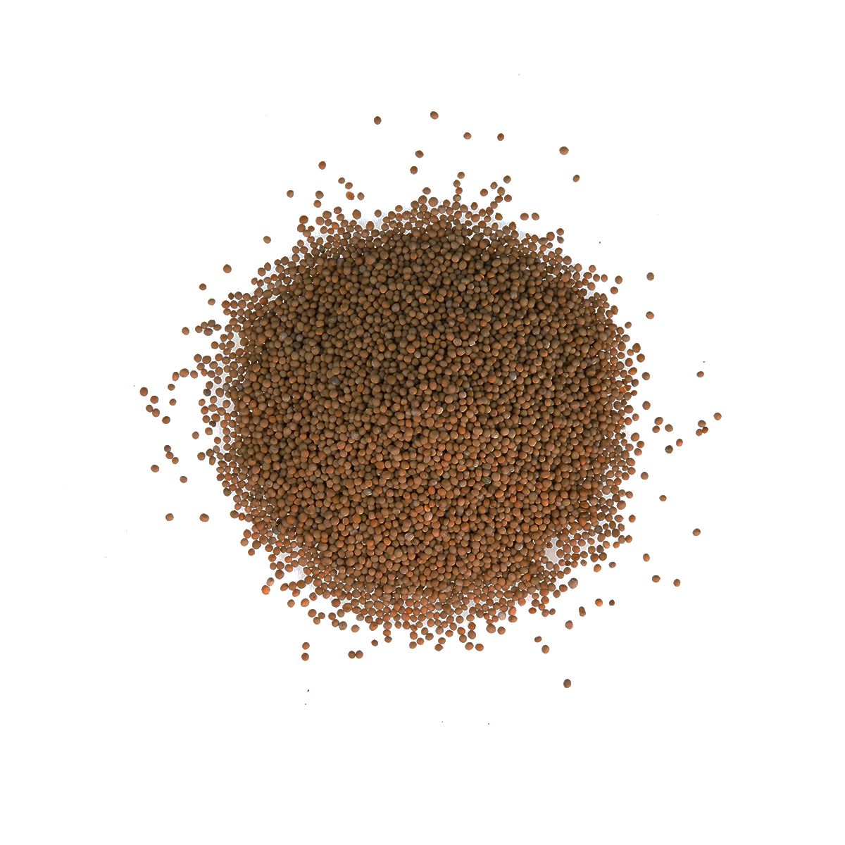 Yellow Mustard Seeds