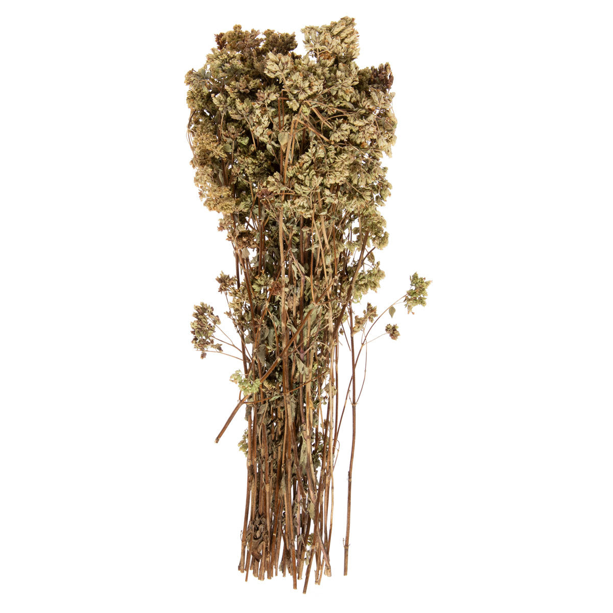 Bunch Wild Calabrian Oregano