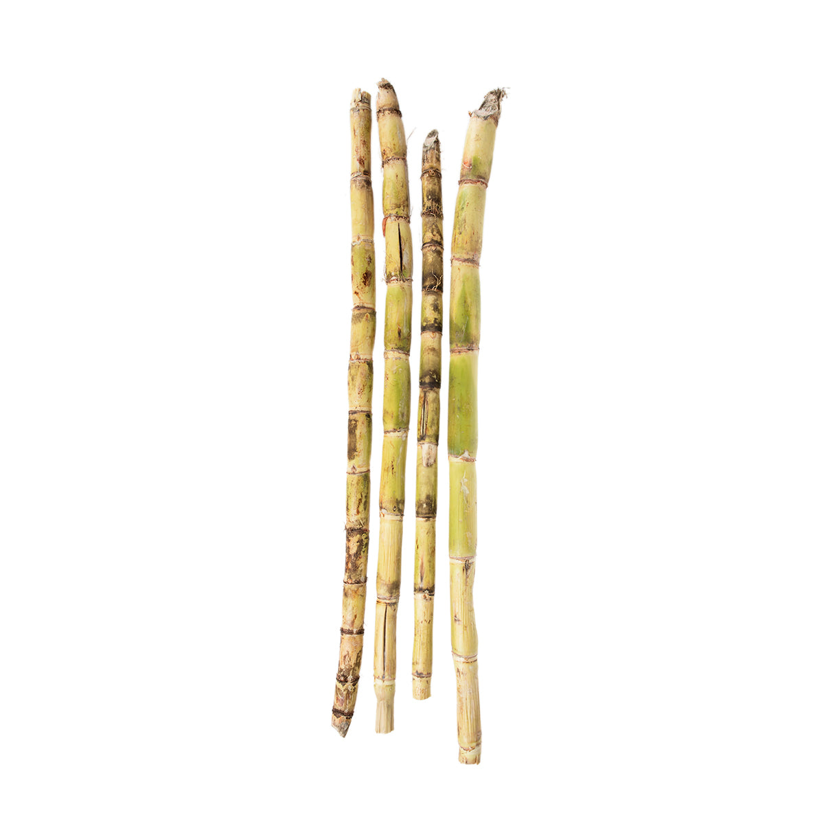 Sugar Cane