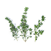 Lemon Thyme