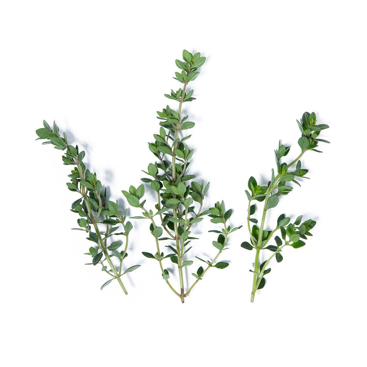 Lemon Thyme