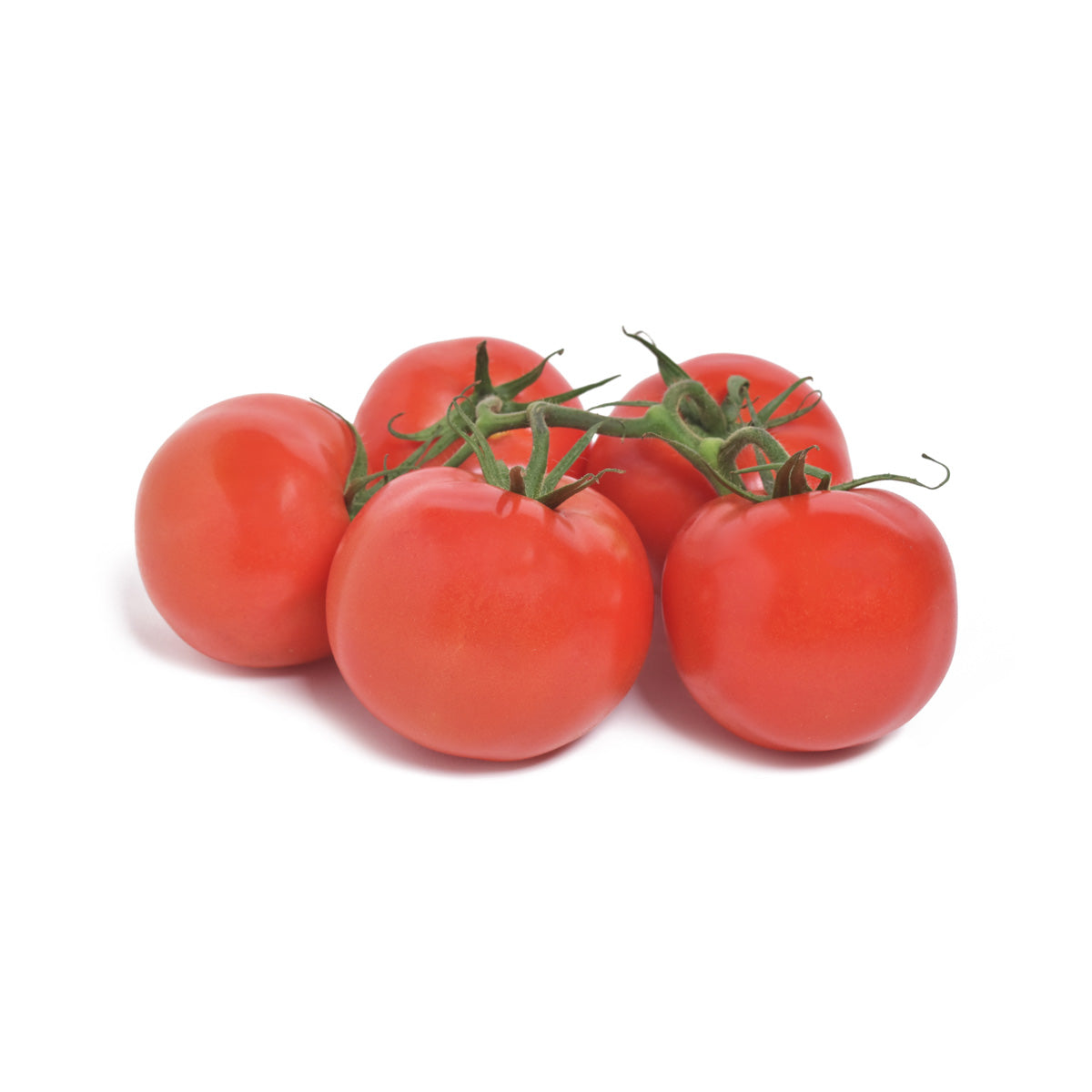Medium Tomatoes on the Vine