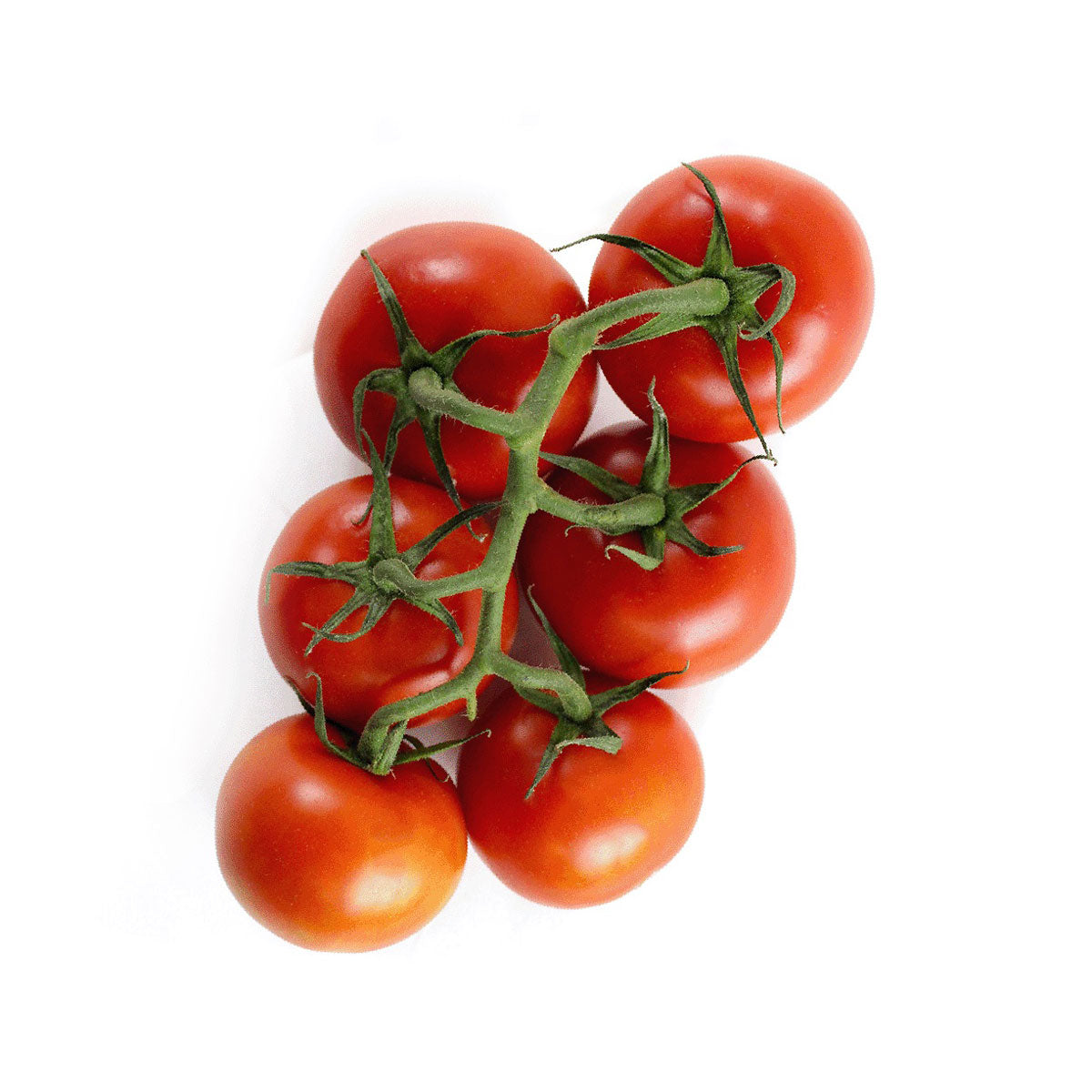 Sensational Sara Tomatoes
