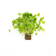 Upland Cress
