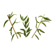 Organic Lemon Verbena