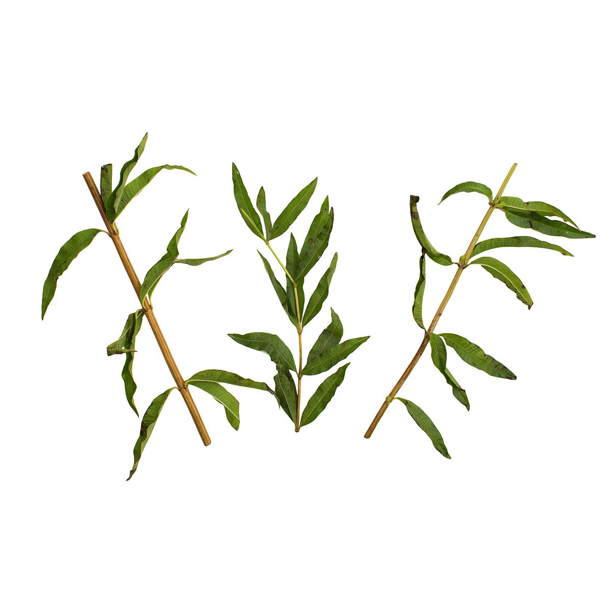 Organic Lemon Verbena