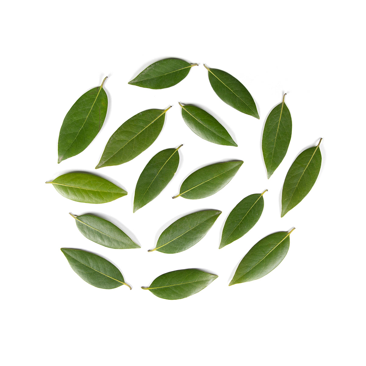 Wild Bay Leaves