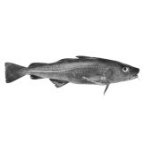 Skin On Pinbone Out Farmed Black Cod Filets