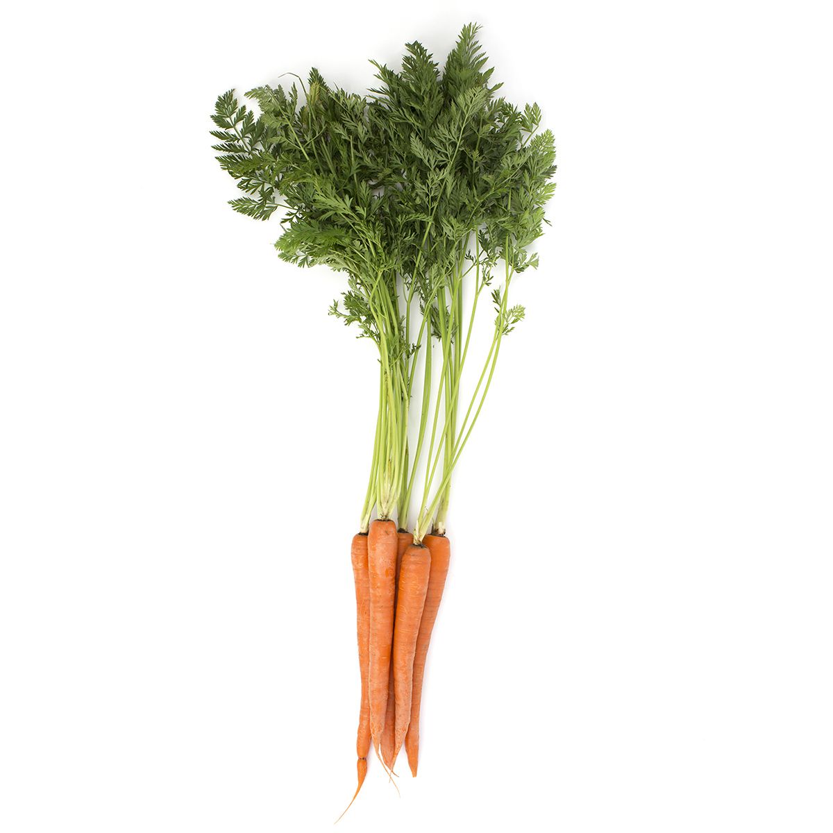 Fresh Bunched Carrots