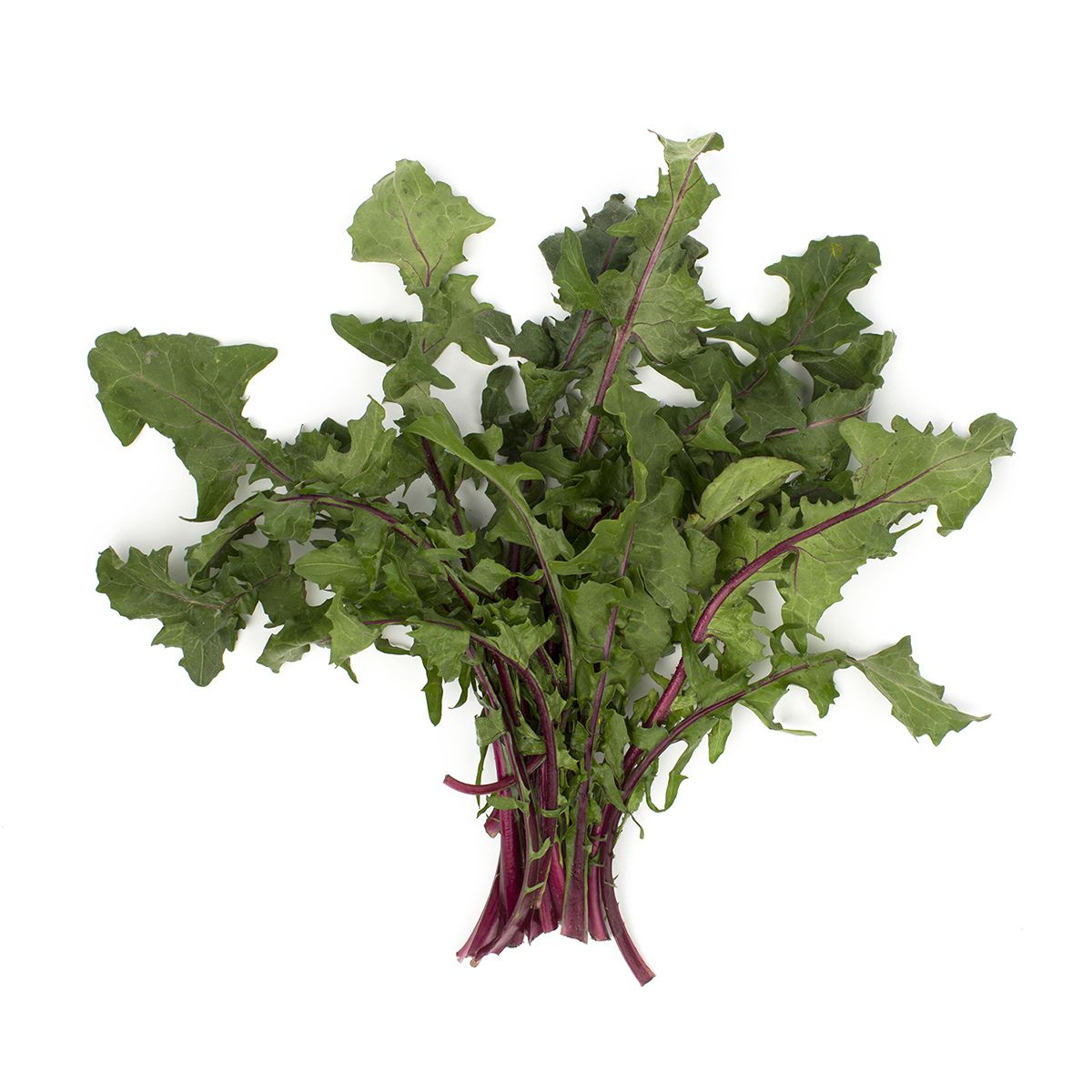 Organic Red Dandelion