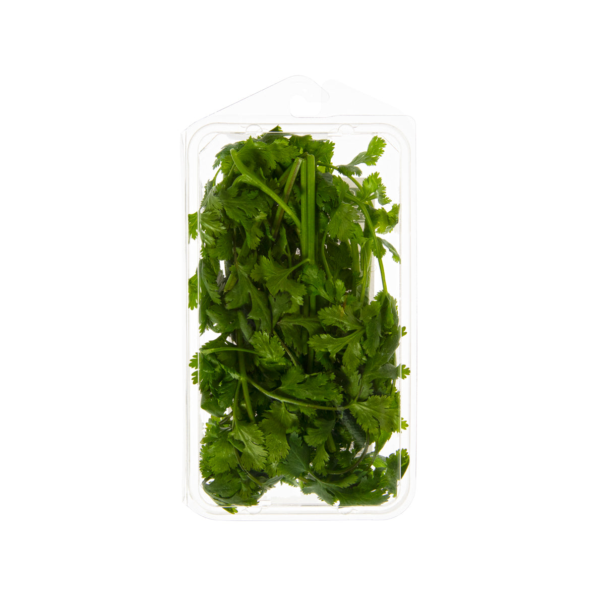 Organic Cilantro