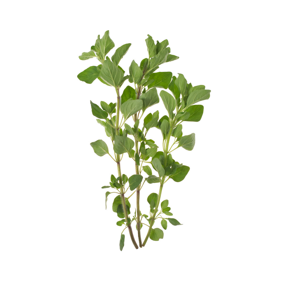Organic Za'atar