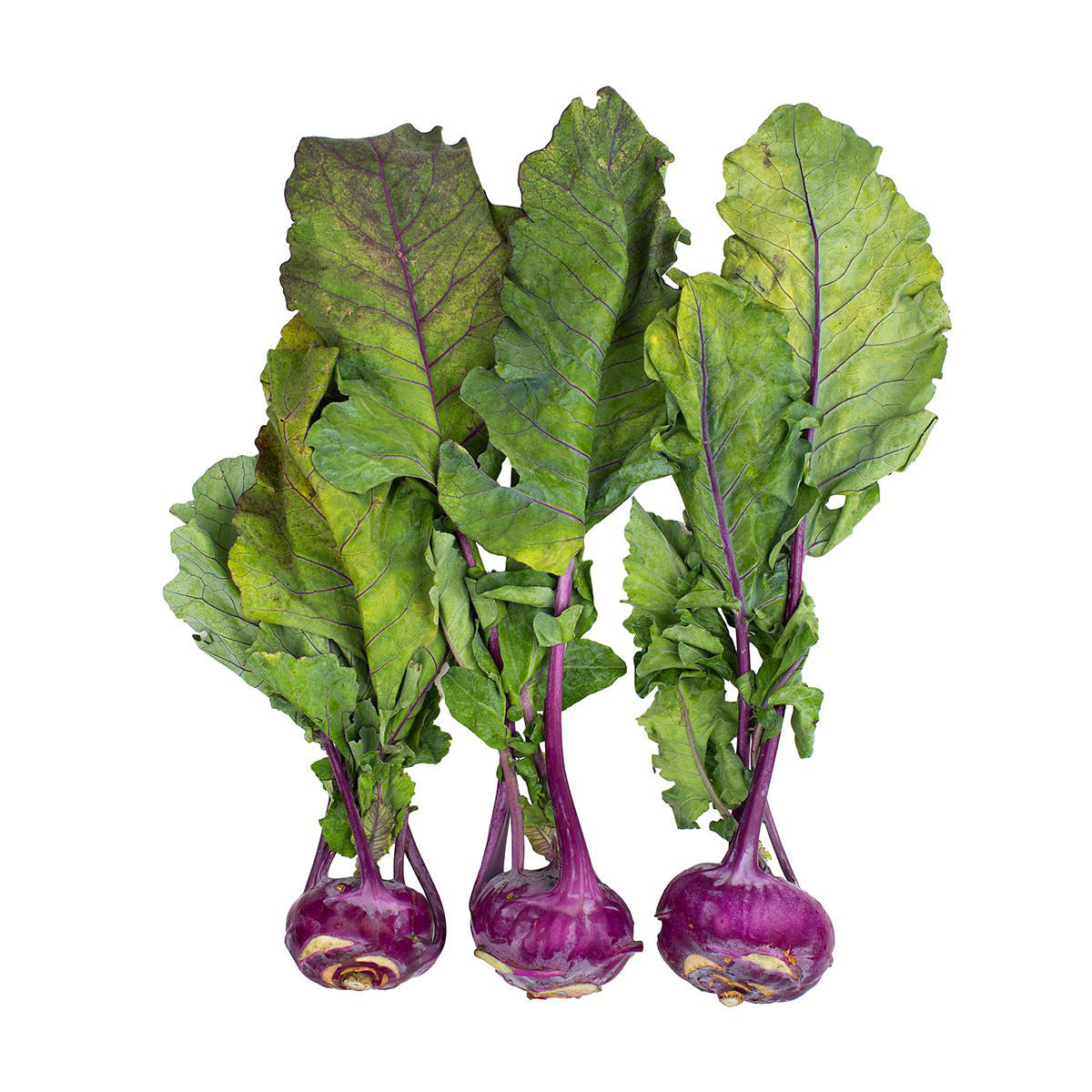 Organic Purple Kohlrabi