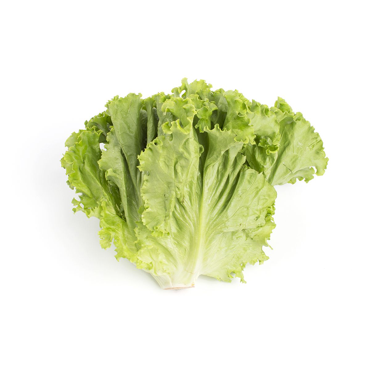 Organic Green Leaf Lettuce